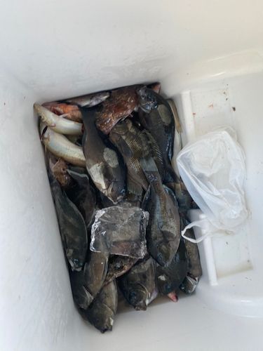 グレの釣果