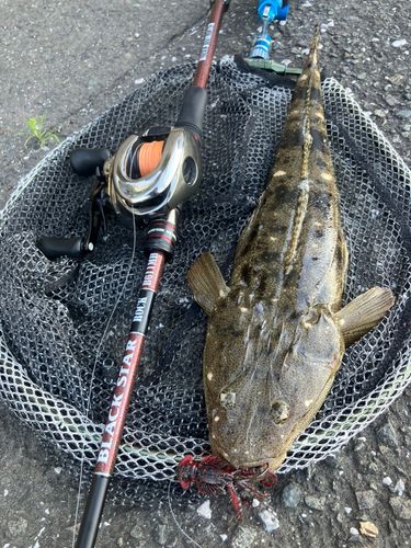 マゴチの釣果