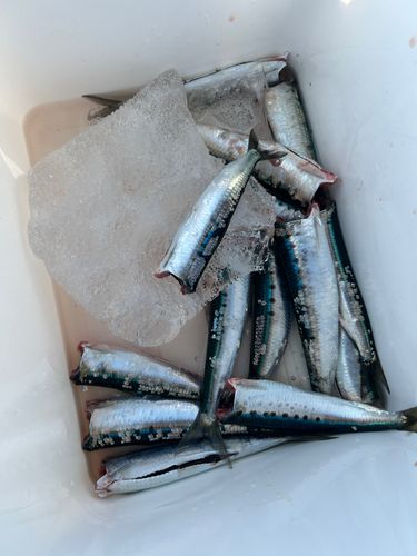 イワシの釣果