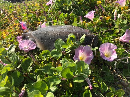 モンゴウイカの釣果