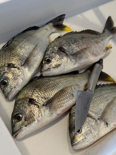 キビレの釣果