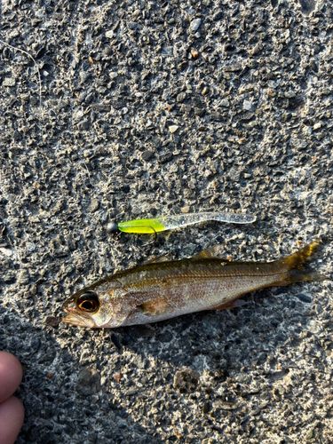 ムツの釣果
