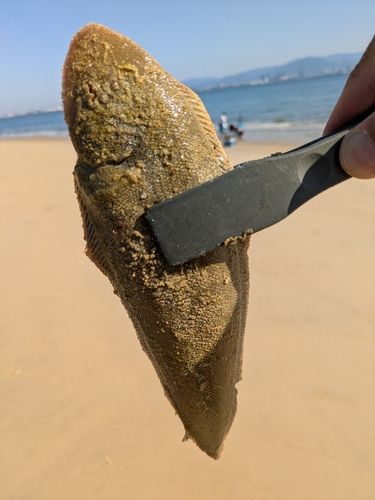 シタビラメの釣果