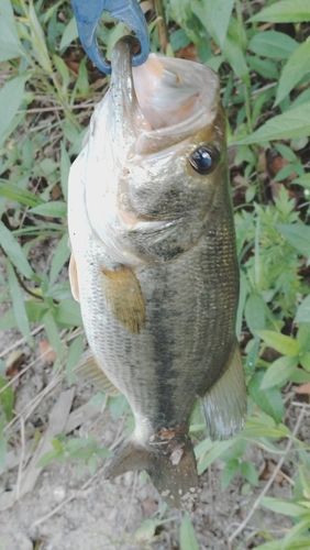 ラージマウスバスの釣果