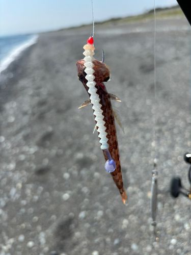 アカエソの釣果
