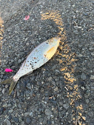 コノシロの釣果