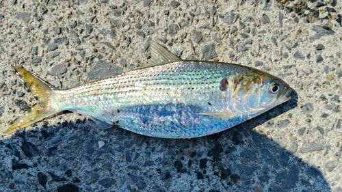 コノシロの釣果