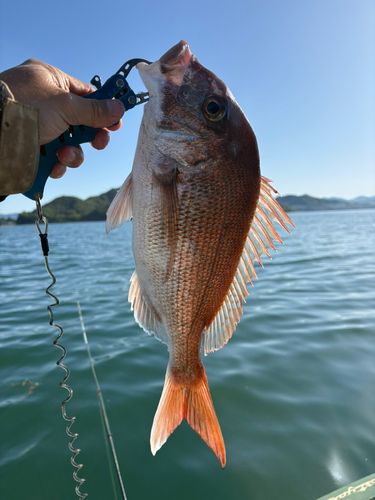 マダイの釣果
