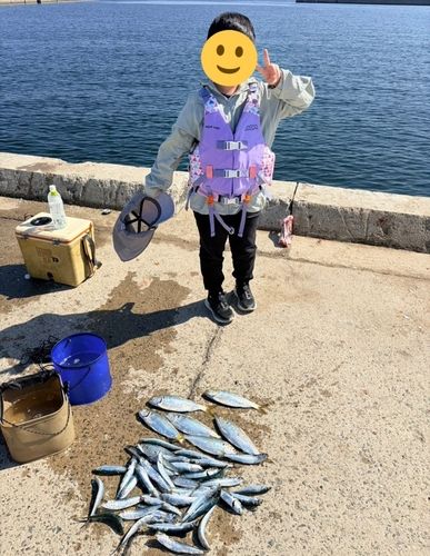 マイワシの釣果