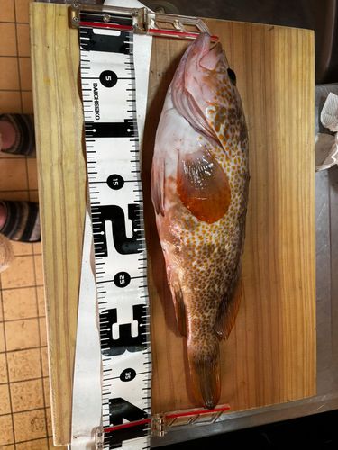 キジハタの釣果