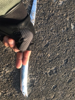 タチウオの釣果