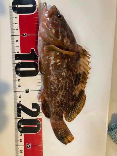 キジハタの釣果