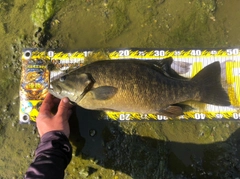 スモールマウスバスの釣果