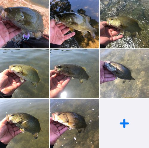 スモールマウスバスの釣果