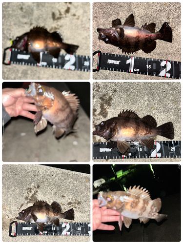 メバルの釣果