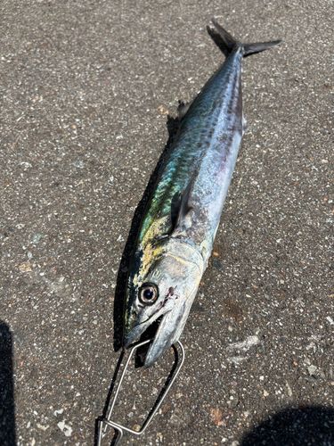 サゴシの釣果