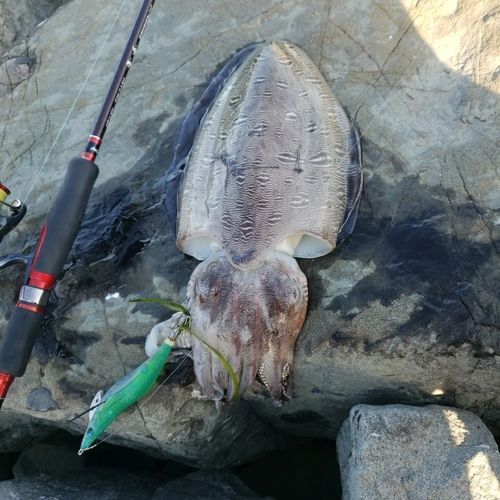 コウイカの釣果