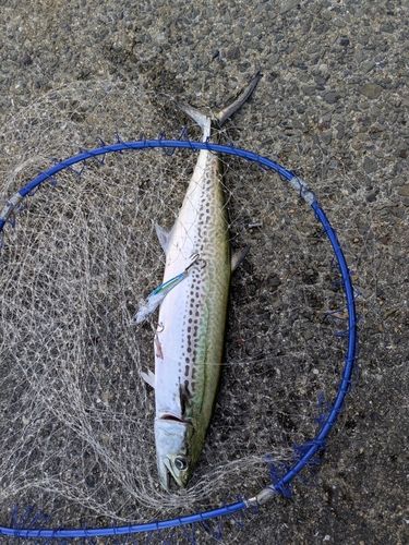 サゴシの釣果