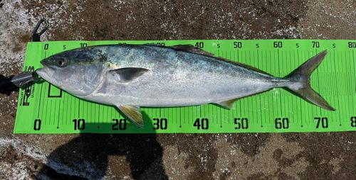 ワラサの釣果