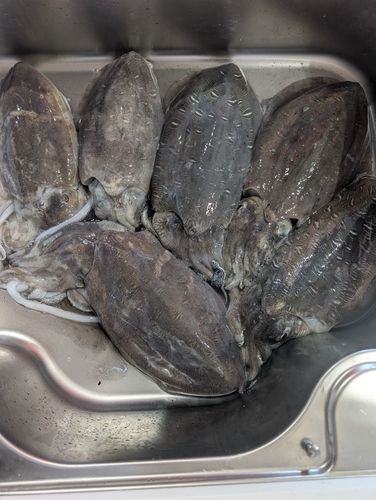 モンゴウイカの釣果