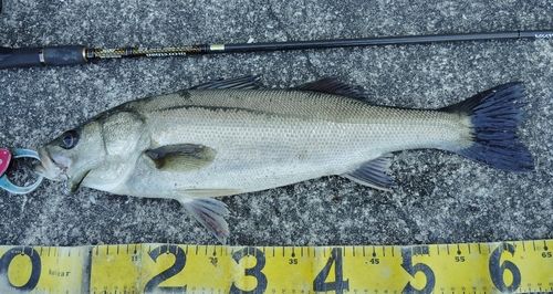 シーバスの釣果