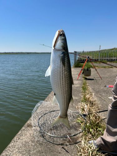 ボラの釣果