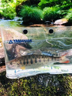 ヤマメの釣果