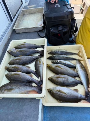 イサキの釣果