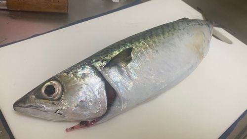 マサバの釣果