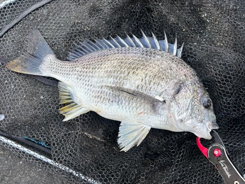 キビレの釣果