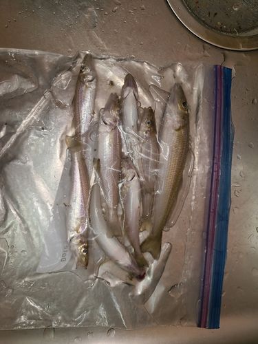 キスの釣果