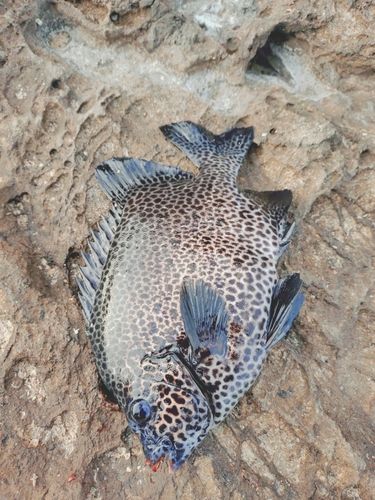 釣果