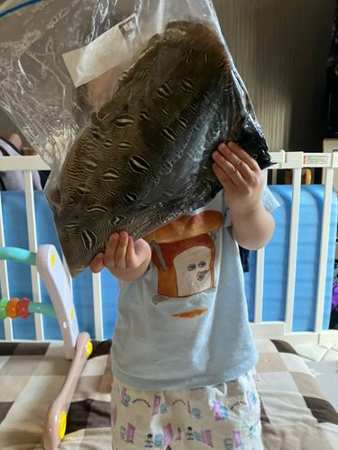 モンゴウイカの釣果