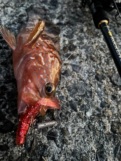 アコウの釣果