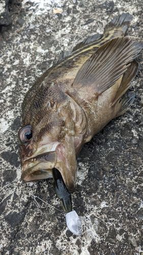 シマゾイの釣果
