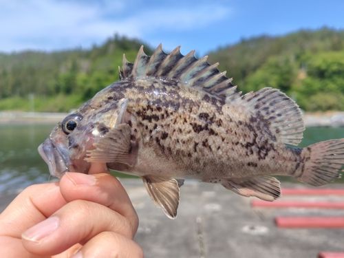 ムラソイの釣果
