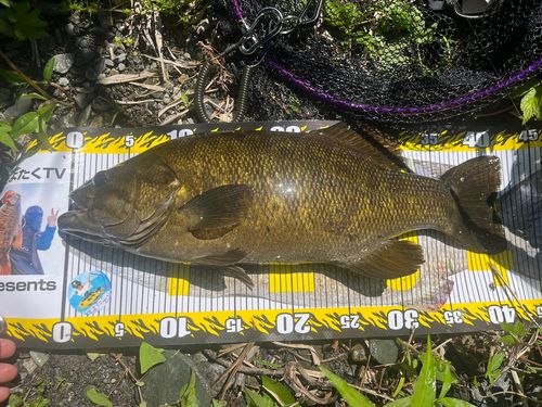 スモールマウスバスの釣果