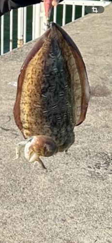 モンゴウイカの釣果