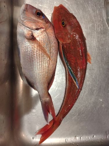 マダイの釣果