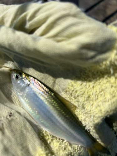 サッパの釣果
