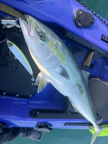 ブリの釣果