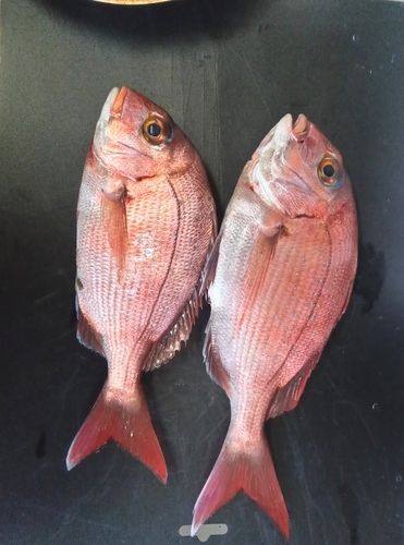 タイの釣果