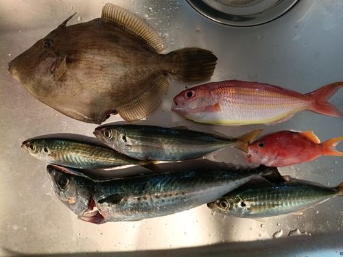イトヨリダイの釣果