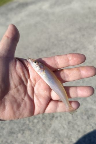キスの釣果
