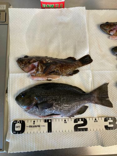 クチブトグレの釣果