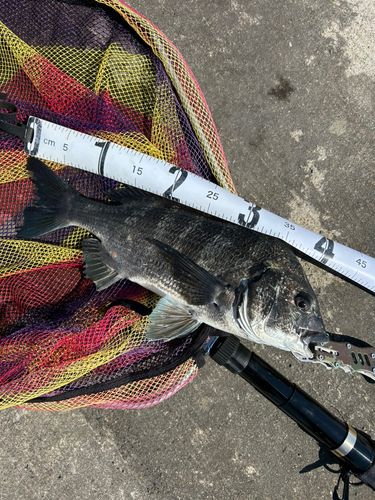 チヌの釣果