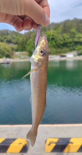 キスの釣果