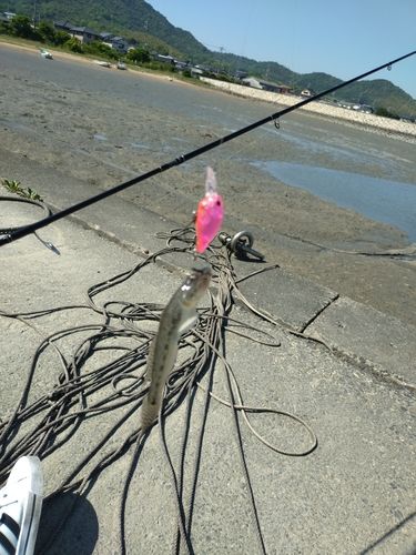 マハゼの釣果
