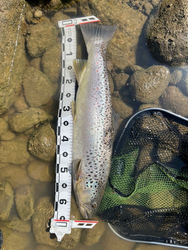 ブラウントラウトの釣果
