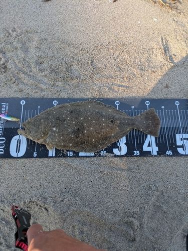 ヒラメの釣果